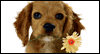 Wonderful You: Free Pets ecard from Egreetings
