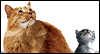 What's Up? -- Pets Just Because eCard from Yahoo! Greetings