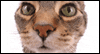 What's Up?!: Free Pets ecard from Egreetings