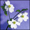 God Bless You -- Religious Thank You Greeting Cards project from Yahoo! Greetings
