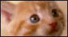 Cute Lil� Kitten