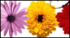 Una Mujer Muy Especial -- Spanish Anyone Birthday eCard from Yahoo! Greetings