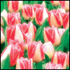 Wife Is a Gift -- Significant Other Easter Greeting Cards project from Yahoo! Greetings