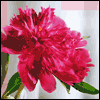 To a Dear Aunt -- Mother's Day For Relatives project from Yahoo! Greetings