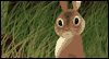Down the Rabbit Hole