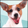 Birthday Advice -- Pets Birthday Card project from Yahoo! Greetings