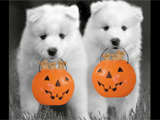 Have a Yappy Halloween 