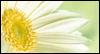 May All Your Dreams Come True -- Daughter Birthday eCard from Yahoo! Greetings