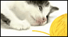 We Have A Ball -- Pets Just Because eCard from Yahoo! Greetings