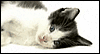 Have A Ball -- Pets Just Because eCard from Yahoo! Greetings