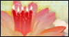 Your Special Celebration