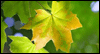 That First Leaf Is a Jerk -- Celebrate Fall eCard from Yahoo! Greetings