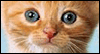 Your Birthday Wishes -- Pets Birthday eCard from Yahoo! Greetings