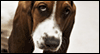 I Miss-Miss You -- Pets Love eCard from Yahoo! Greetings