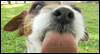 Birthday Kisses -- Pets Birthday eCard from Yahoo! Greetings