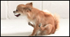 Life's a Drag -- Pets Just Because eCard from Yahoo! Greetings