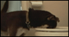 Friends Don't Let Friends Drink Alone: Free Pets ecard from Egreetings