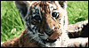 5/15 Endangered Species Day -- May Celebrate the Date eCard from Yahoo! Greetings