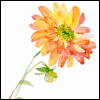 A Daughter's Thanks -- Mother's Day Greeting Cards For Mom project from Yahoo! Greetings