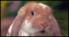 Warm and Fuzzy Wishes -- Easter eCard from Yahoo! Greetings