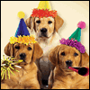 Doggone Special -- Birthday Greeting Cards project from Yahoo! Greetings