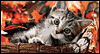 Purr-fect Thanksgiving -- Thanksgiving eCard from Yahoo! Greetings