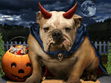 Halloween Bulldog 