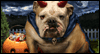 Halloween Bulldog -- Talking Halloween eCard from Yahoo! Greetings
