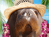 walrus fun