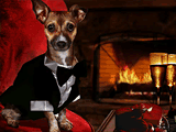 Talking Valentine's Dog 