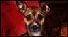 Talking Valentine's Dog --  eCard from Yahoo! Greetings