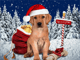 Santa Puppy 