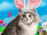 easter kitty