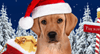 Santa Puppy
