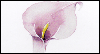 In Sympathy: Free Sympathy ecard from Egreetings