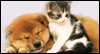 Fluffy Love: Free Valentine's Day ecard from Egreetings