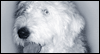 Because of Our Friendship: Free Pets ecard from Egreetings