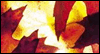 Falling Leaves: Free Fall ecard from Egreetings