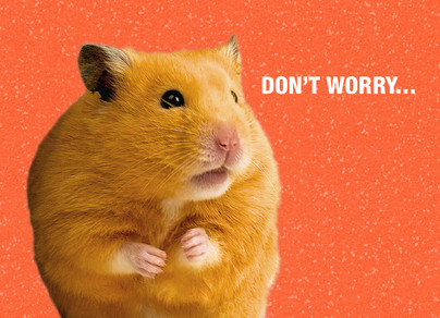 Do hamsters have thumbs Do hamsters have thumbs